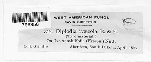 Microdiplodia ivicola image